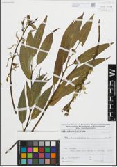Foto von Salix fragilis L.